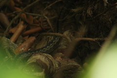 Alsophis rufiventris