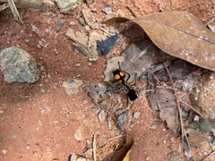 Traumatomutilla quadrinotata