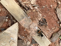 Traumatomutilla quadrinotata