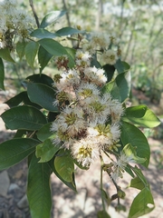 Pithecellobium hymenaeifolium