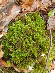 Plasteurhynchium striatulum