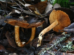 Cortinarius clandestinus