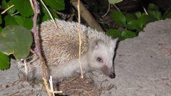 Atelerix algirus