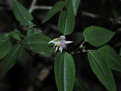 Macrocentrum cristatum