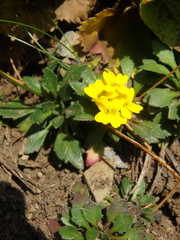 Draba scabra