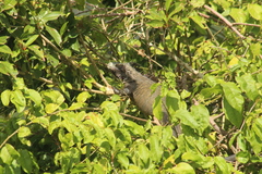 Iguana iguana melanoderma