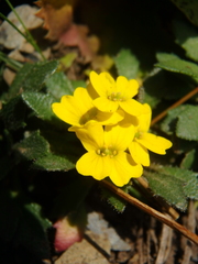 Draba scabra