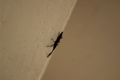 Nemocephalus monilis