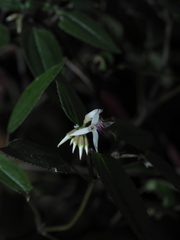 Macrocentrum cristatum