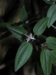 Macrocentrum cristatum