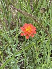 Lasiosiphon rubescens