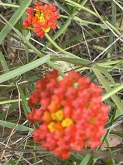 Lasiosiphon rubescens