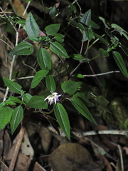 Macrocentrum cristatum