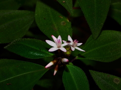 Macrocentrum fasciculatum