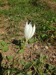Crocus vallicola