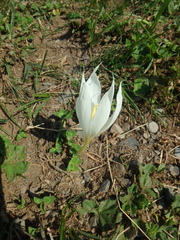 Crocus vallicola