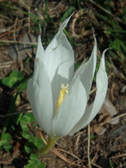 Crocus vallicola