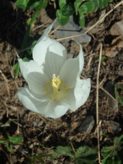 Crocus vallicola