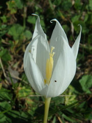 Crocus vallicola