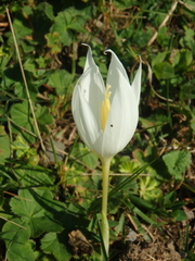 Crocus vallicola