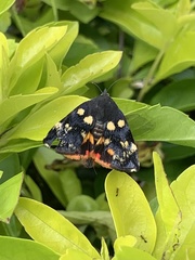 Hyblaea occidentalium
