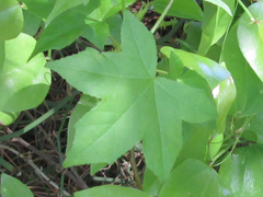 Liquidambar styraciflua