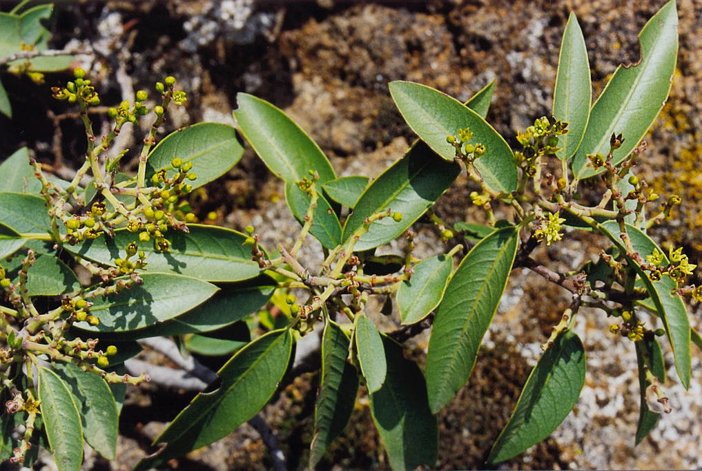 Rhamnus integrifolia