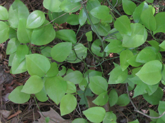 Smilax rotundifolia