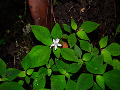 Macrocentrum fasciculatum