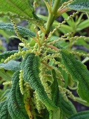 Boehmeria penduliflora