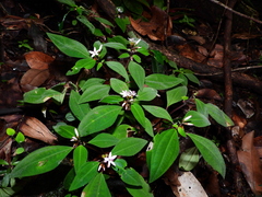 Macrocentrum fasciculatum