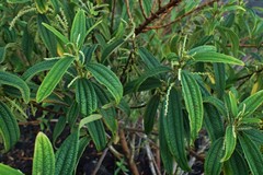 Boehmeria penduliflora