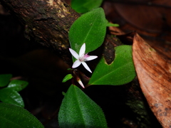 Macrocentrum fasciculatum