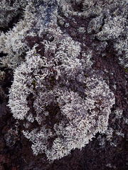 Stereocaulon vulcani