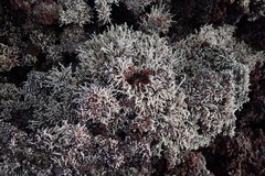 Stereocaulon vulcani