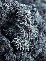 Stereocaulon vulcani