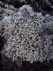 Stereocaulon vulcani