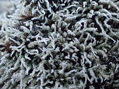 Stereocaulon vulcani