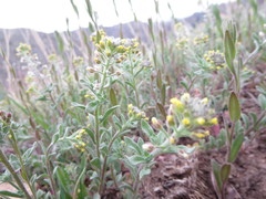 Alyssum simplex