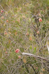 Melaleuca wimmerensis