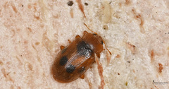 Coccidula scutellata