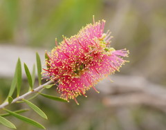 Melaleuca wimmerensis