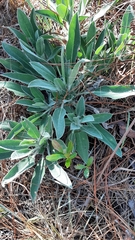 Lupinus villosus