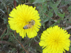 Apis mellifera