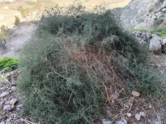 Asparagus acutifolius