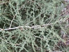 Asparagus acutifolius