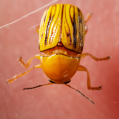 Cryptocephalus defectus