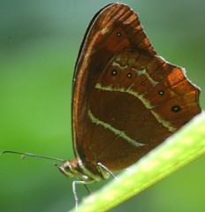 Oxeoschistus simplex