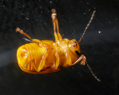 Cryptocephalus defectus