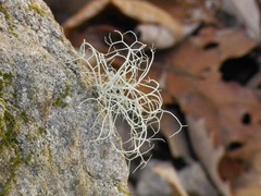 Usnea halei